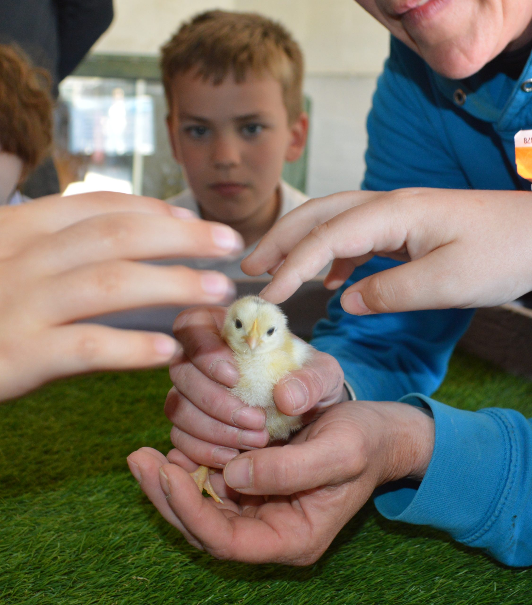 Calder Class go farming at Greenlands