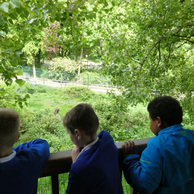 Trying to spot the animals in the dense undergrowth.